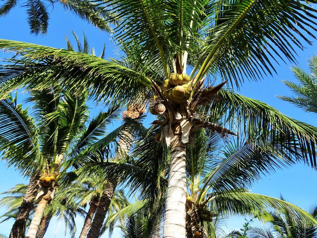 Coco Cabanas And Casitas Vacation Rentals Loreto Kültér fotó